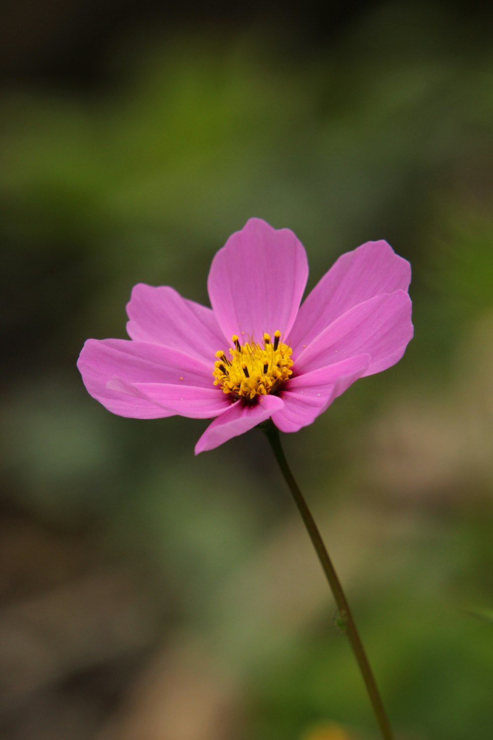 a pink flower with a yellow center in a garden