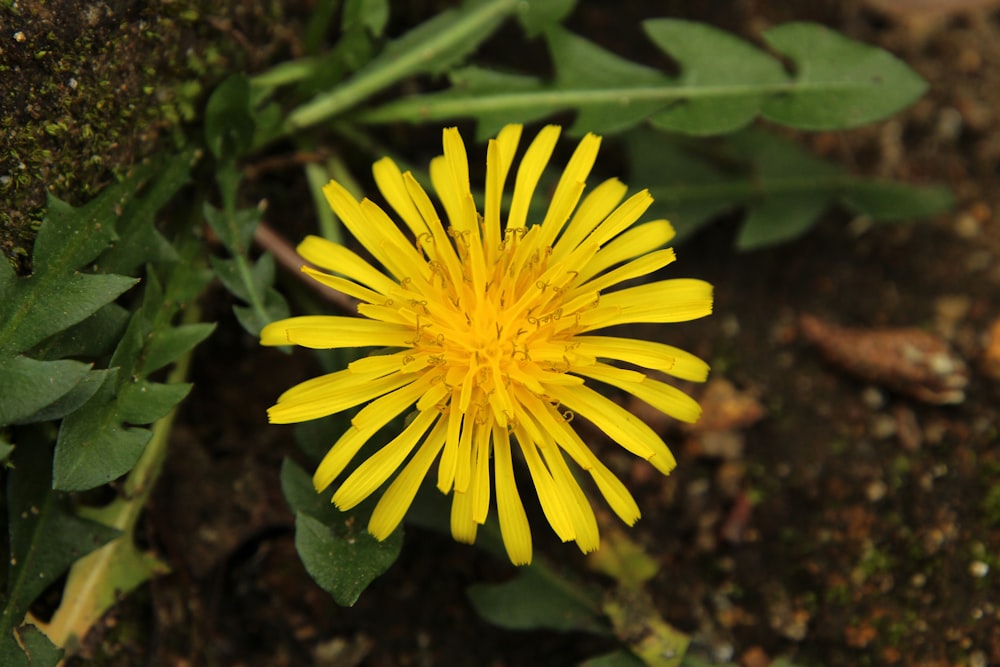 a close up of a yellow flower on the ground