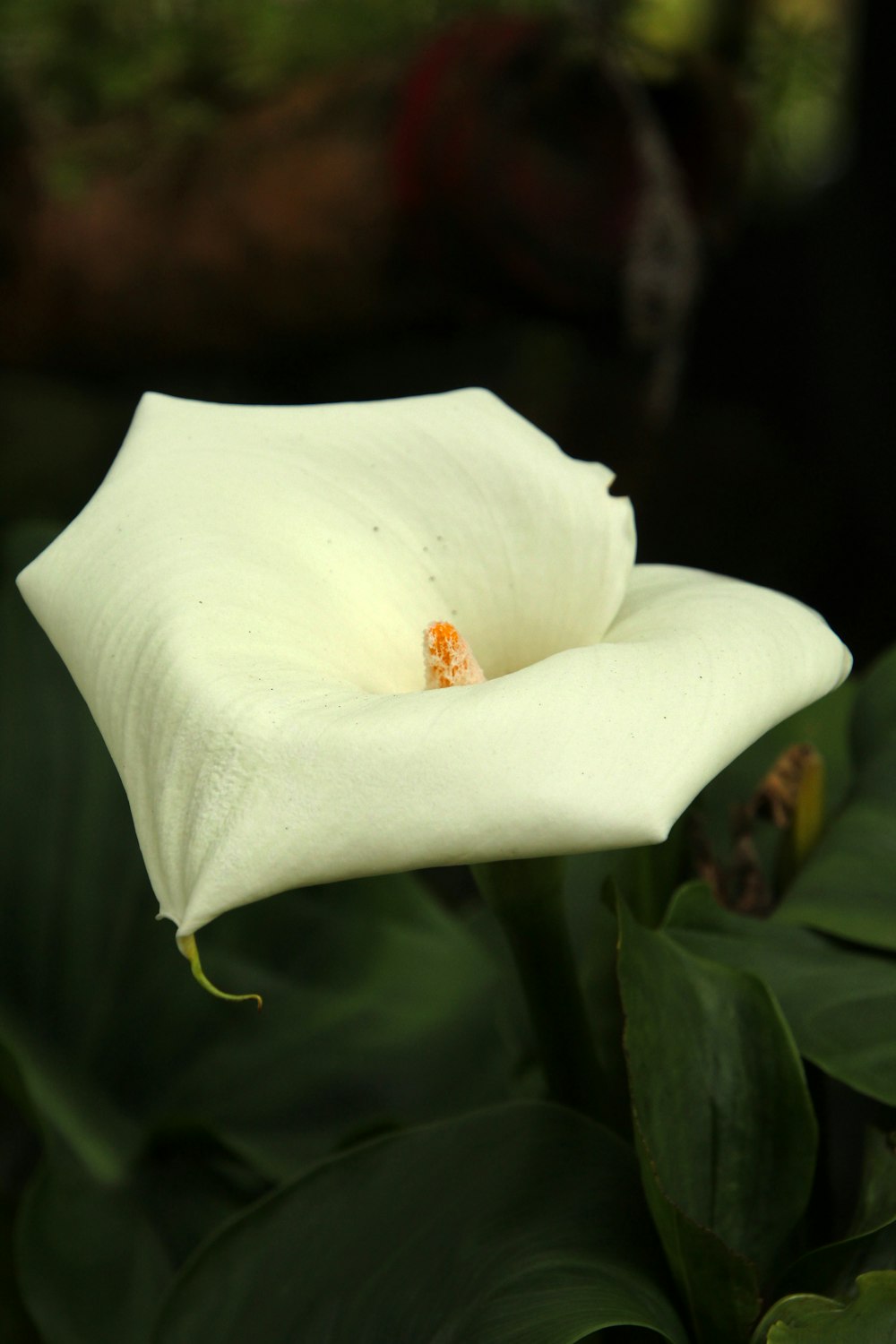 a close up of a white flower on a plant