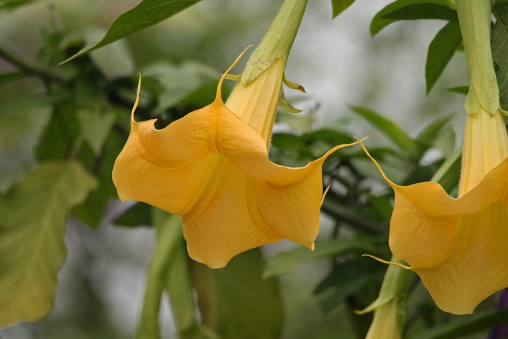 a couple of yellow flowers hanging from a tree