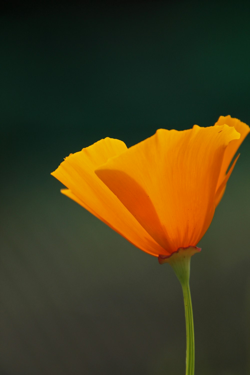 a single orange flower with a green stem