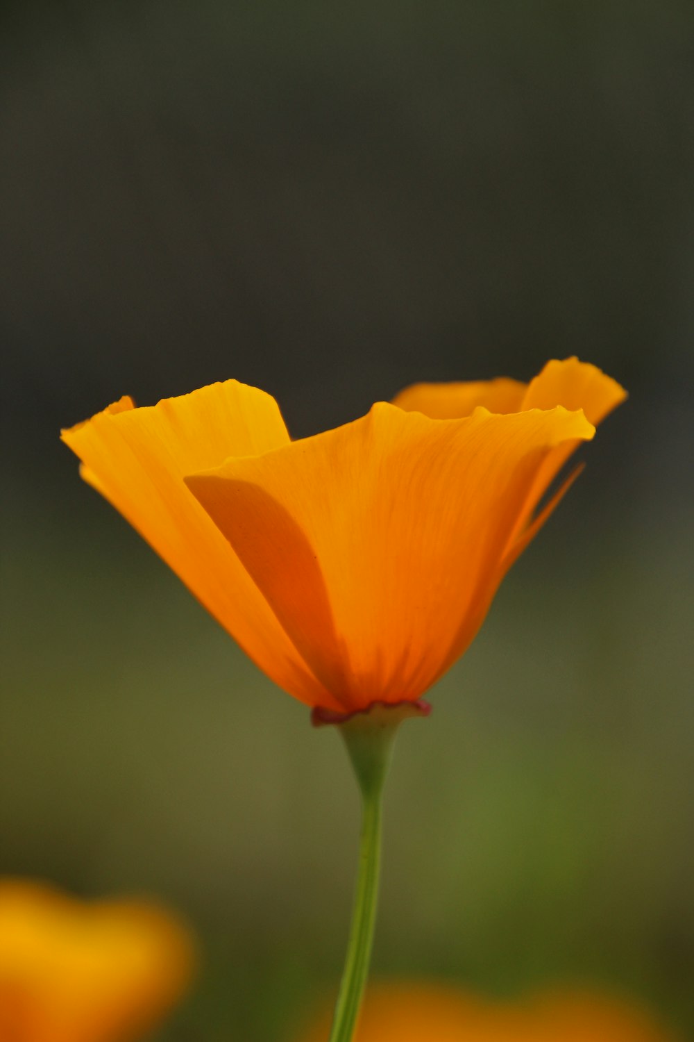 a single orange flower with a blurry background