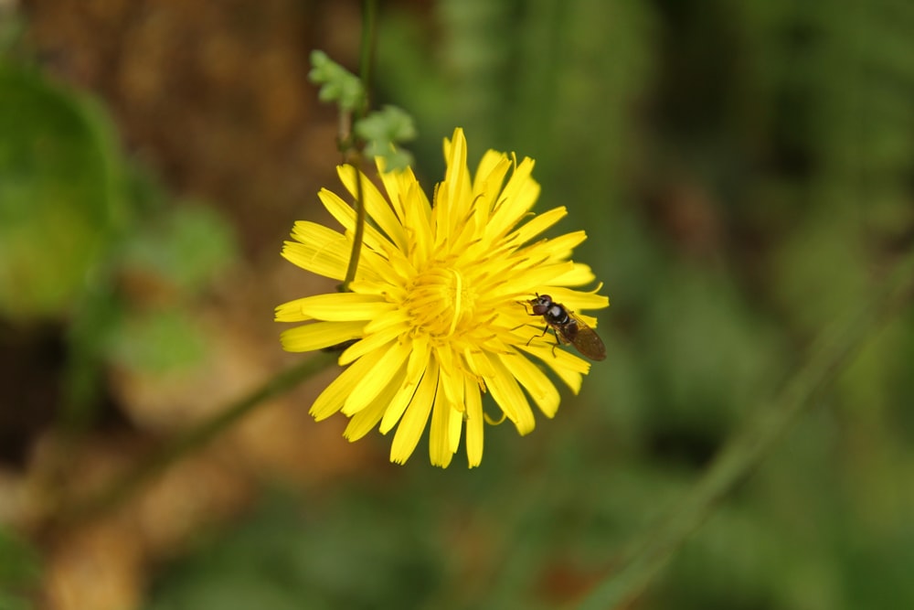 a yellow flower with a bee on it
