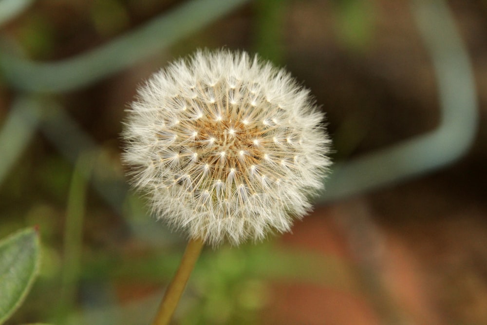 a close up of a dandelion with a blurry background