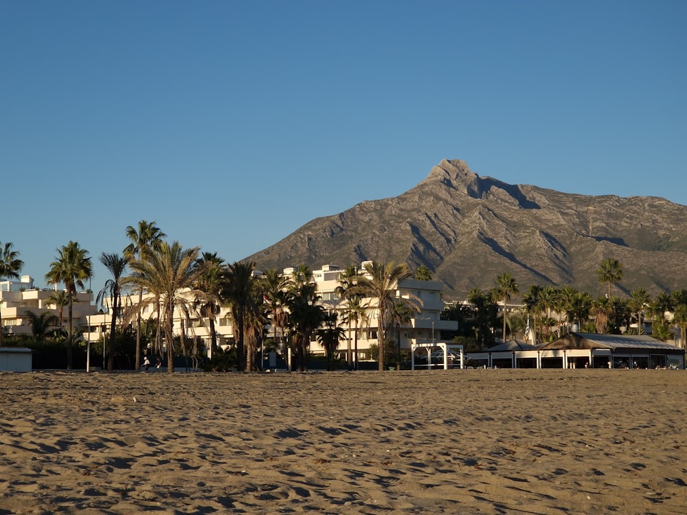 a beach with palm trees and a mountain in the background