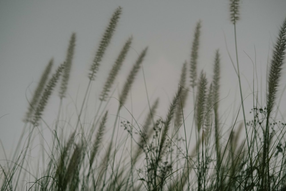 a bunch of tall grass blowing in the wind