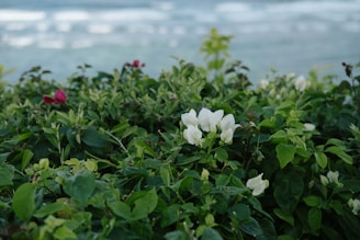 The lush garden surrounding the bungalow with vibrant flowers and a glimpse of the sea beyond.