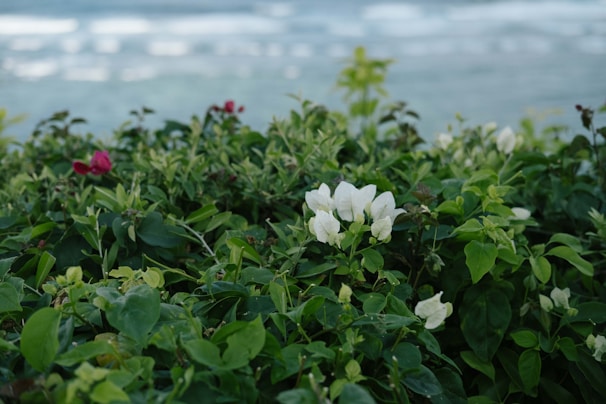 The lush garden surrounding the bungalow with vibrant flowers and a glimpse of the sea beyond.