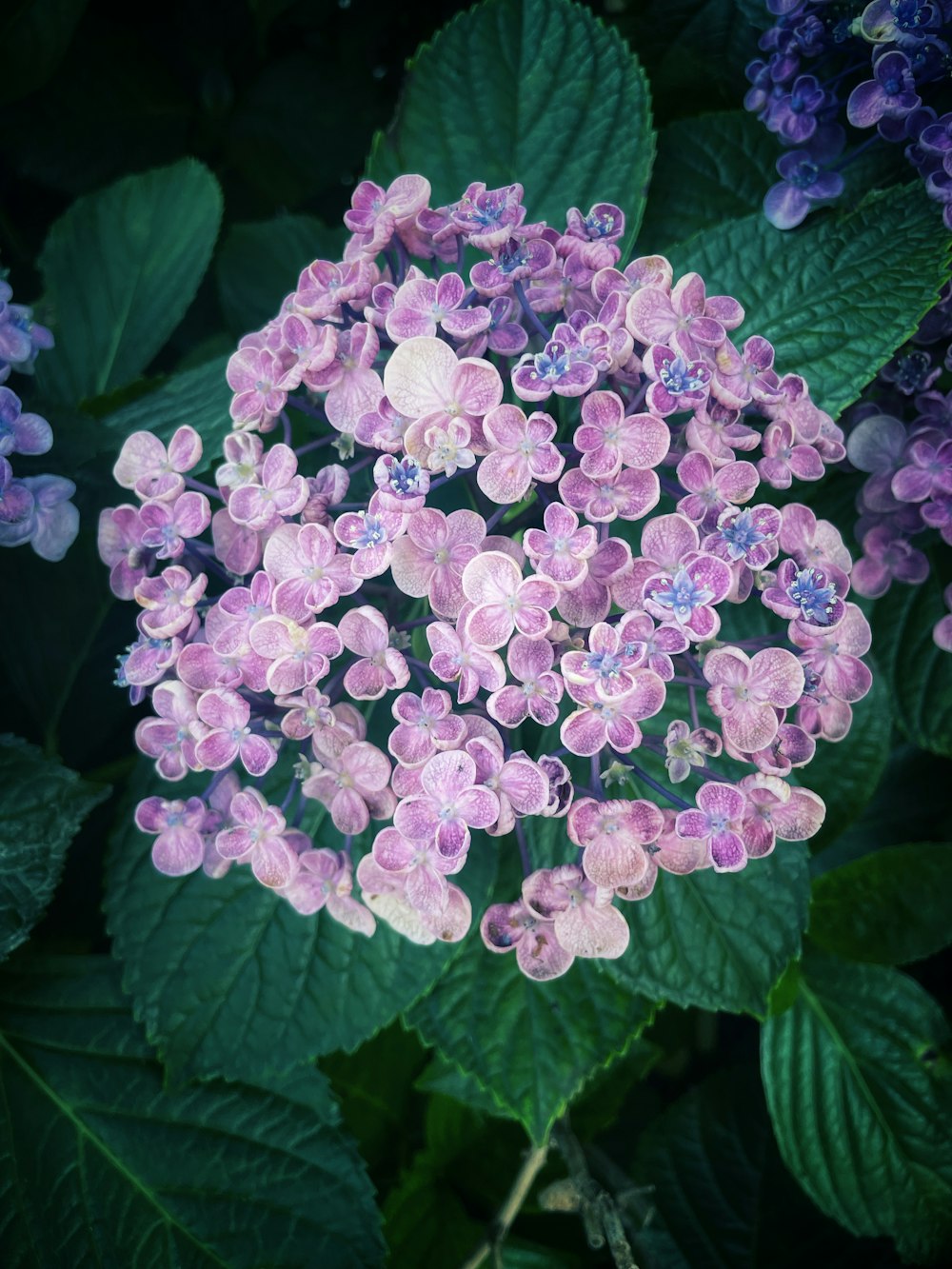 a close up of a bunch of purple flowers