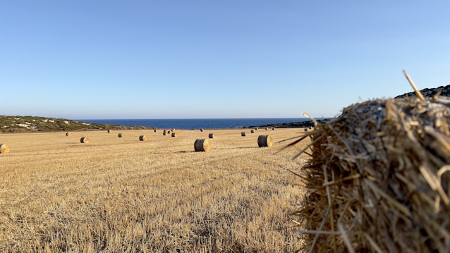 A vast, open field with evenly spaced hay bales spread across the golden landscape. The field extends towards a distant view of the ocean under a clear blue sky. In the foreground, a large hay bale is prominently visible, its texture and details crisply outlined.