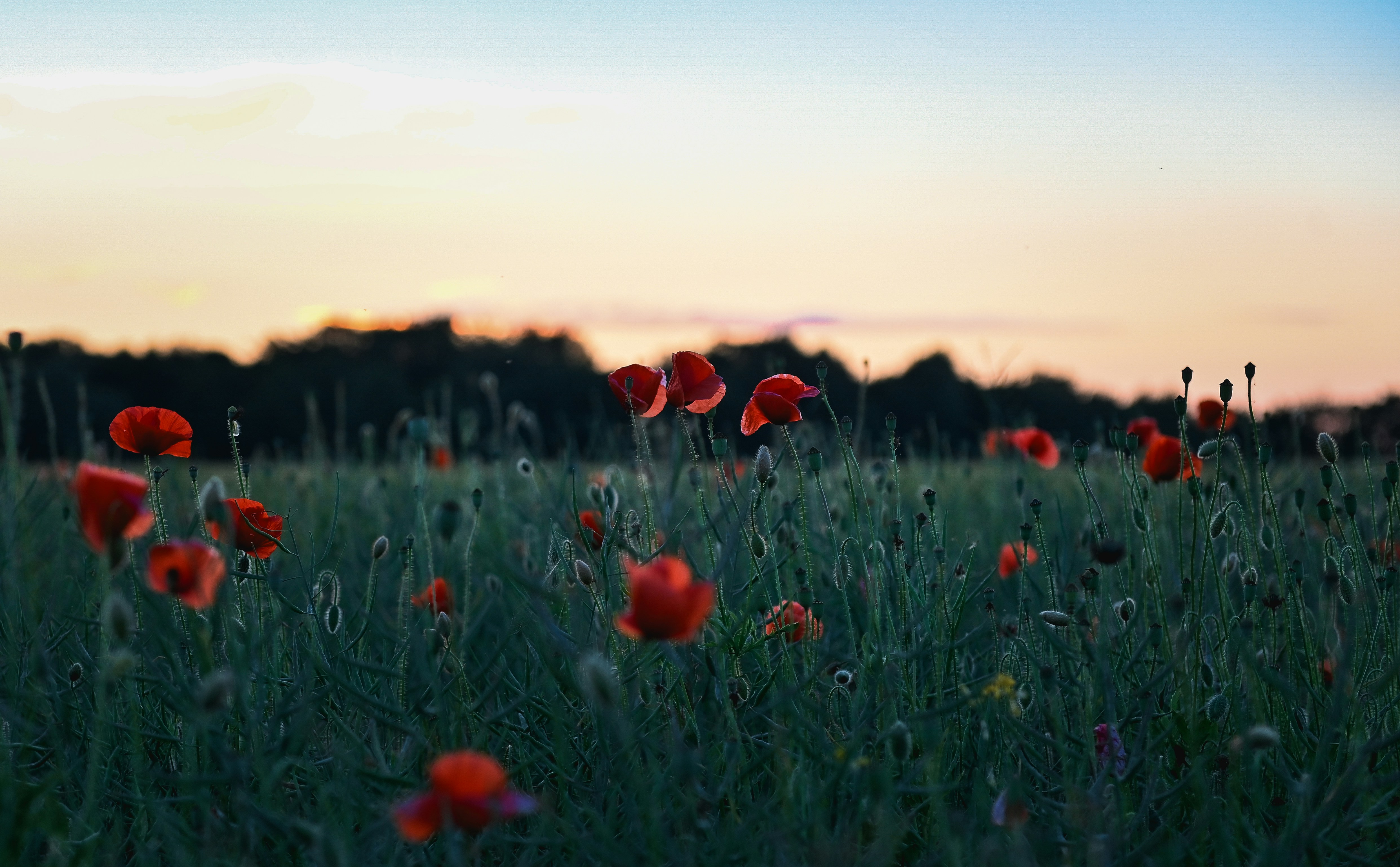 석양을 배경으로 붉은 꽃이 만발한 들판 사진 – Unsplash의 무료 꽃 이미지, image size:3000x1858