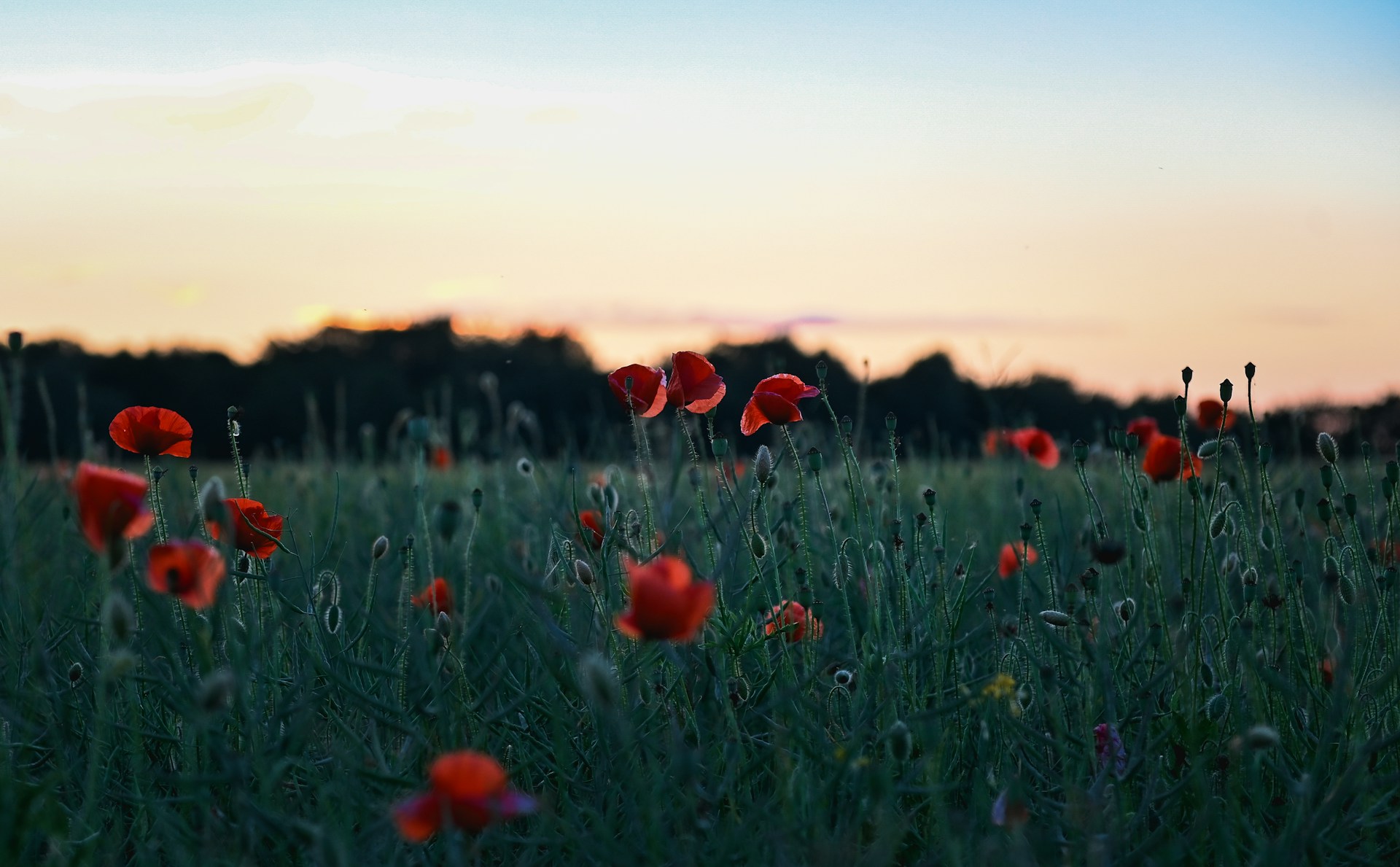 a field full of red flowers with a sunset in the background