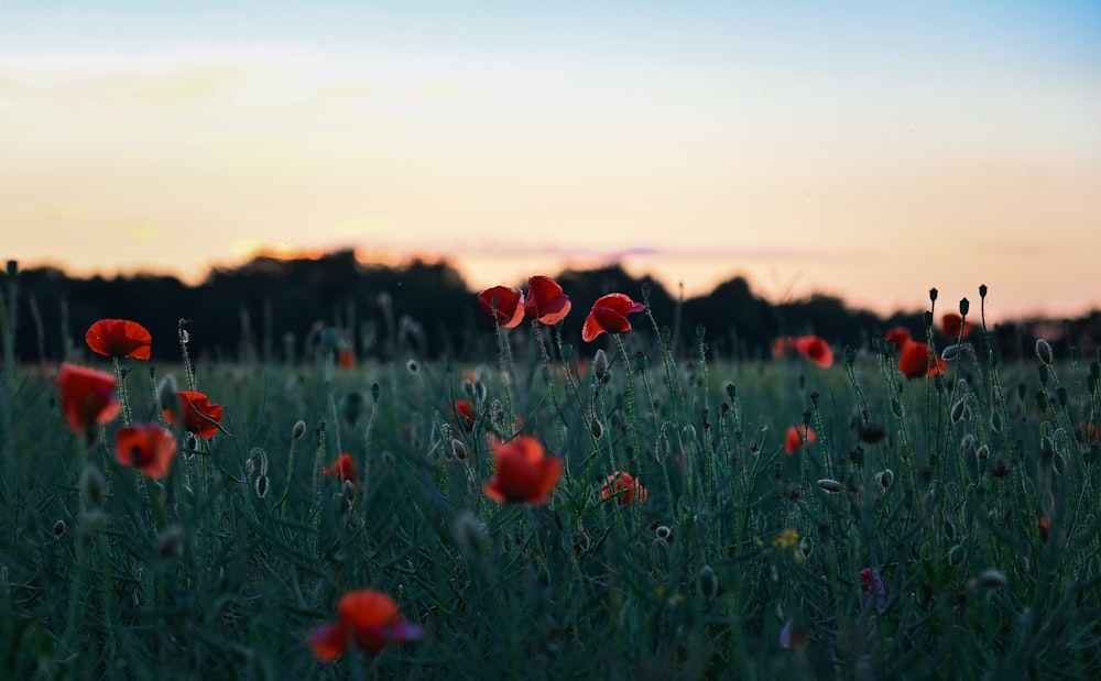 a field full of red flowers with a sunset in the background