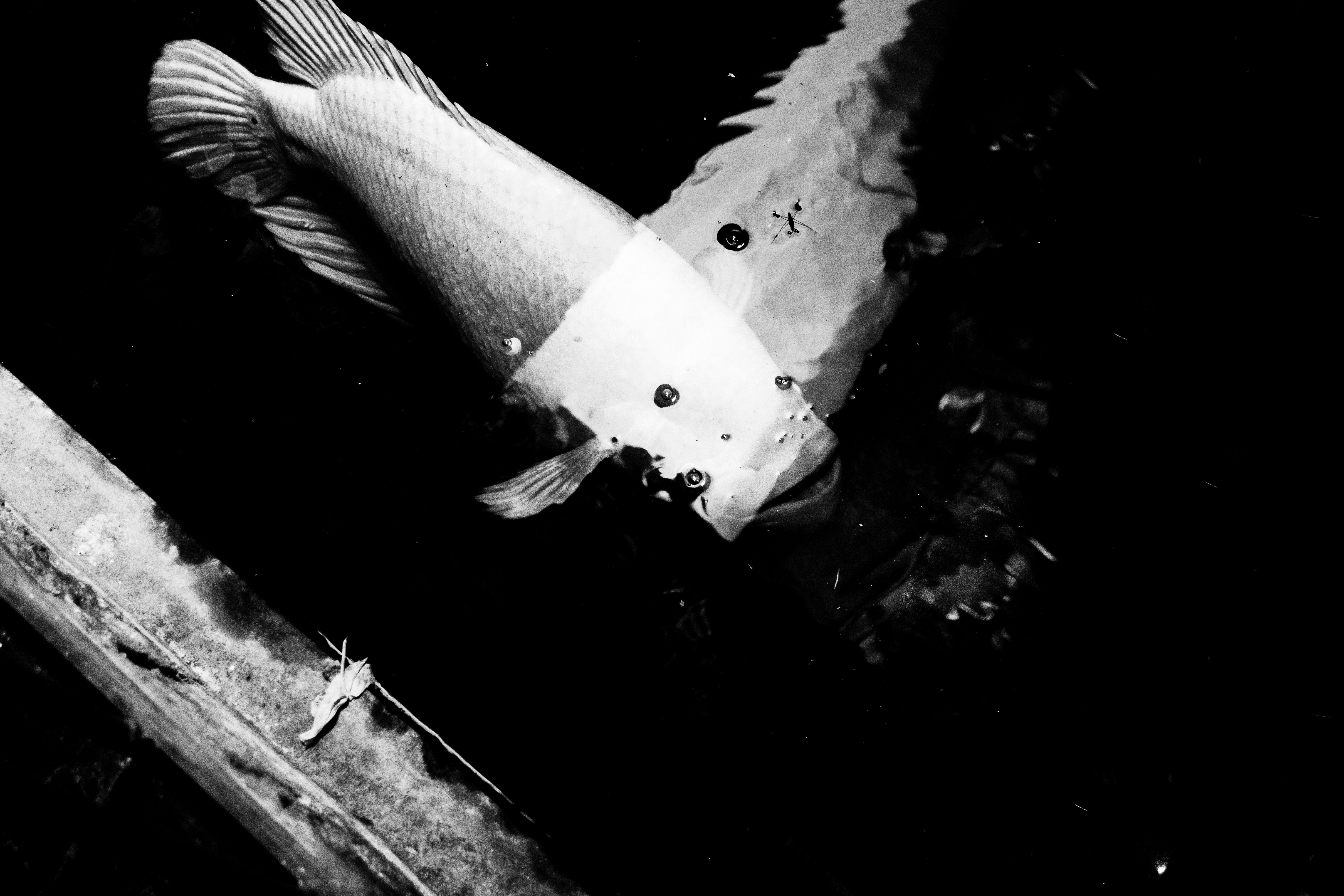 foto hitam putih ikan