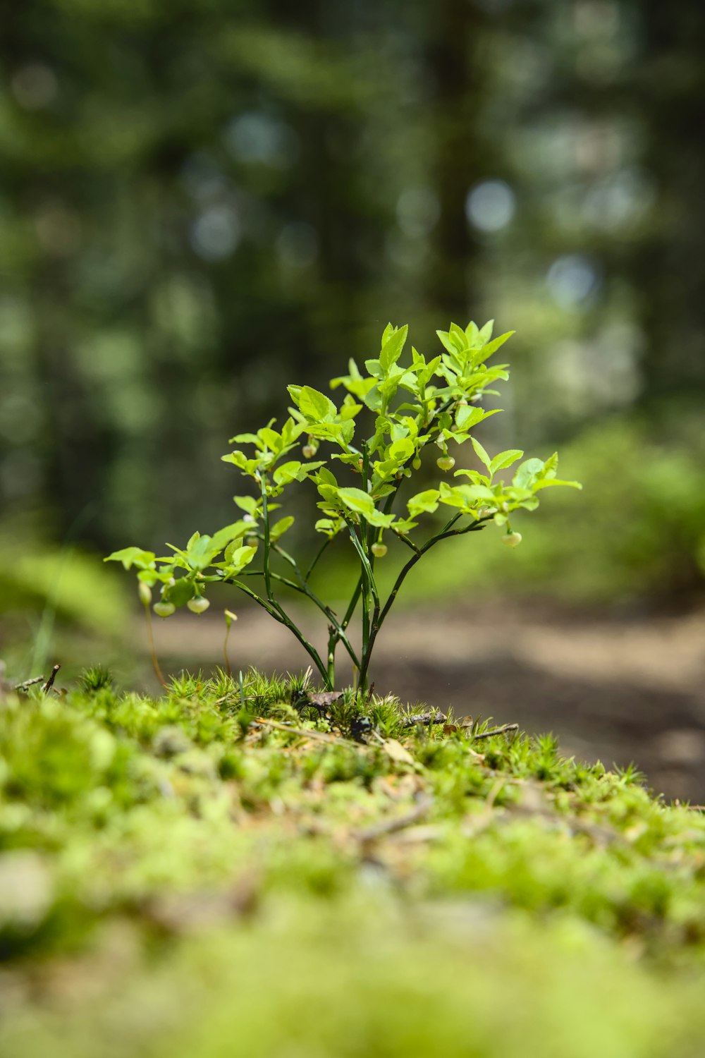 a small plant growing out of the ground