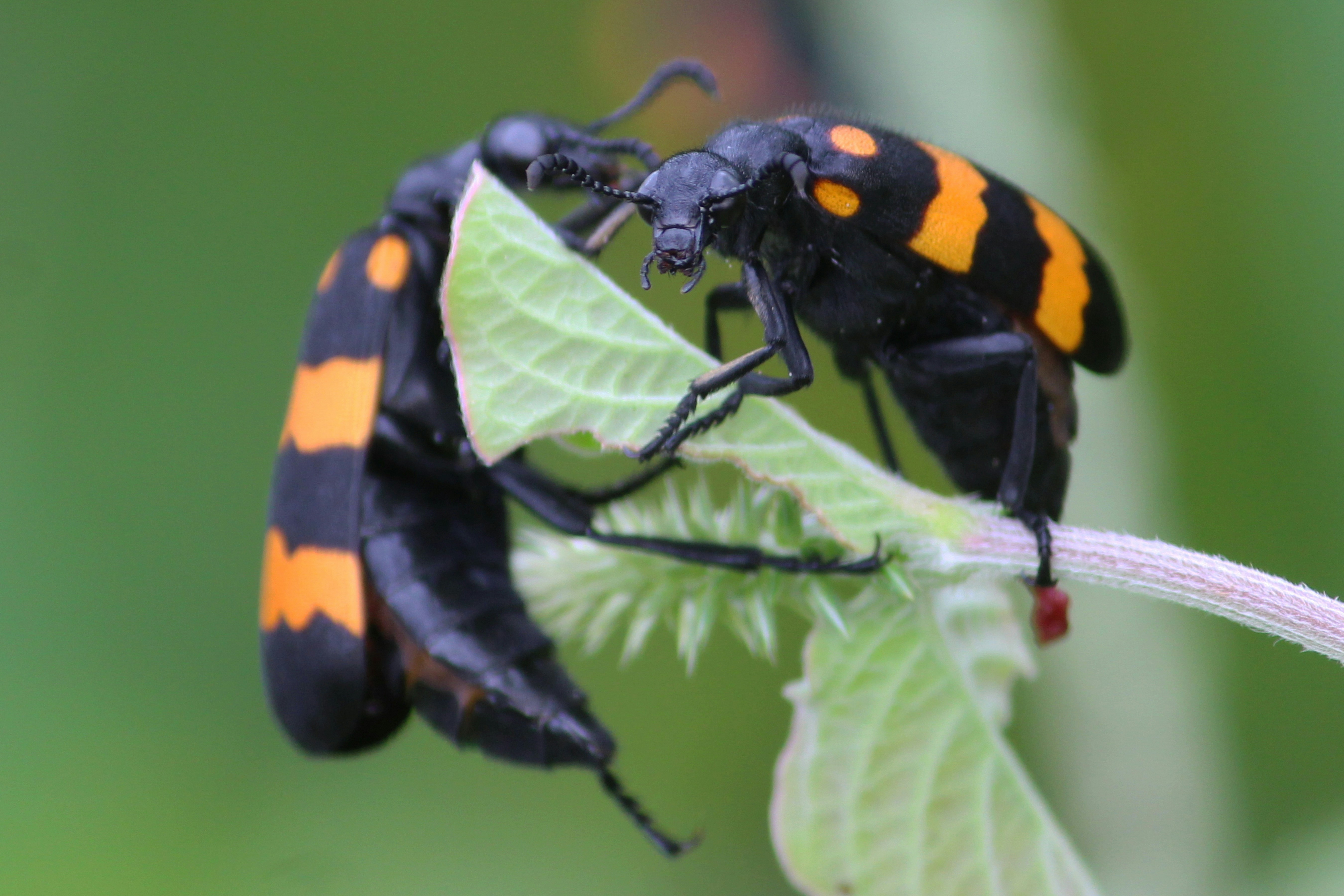 Photo by dibakar16roy