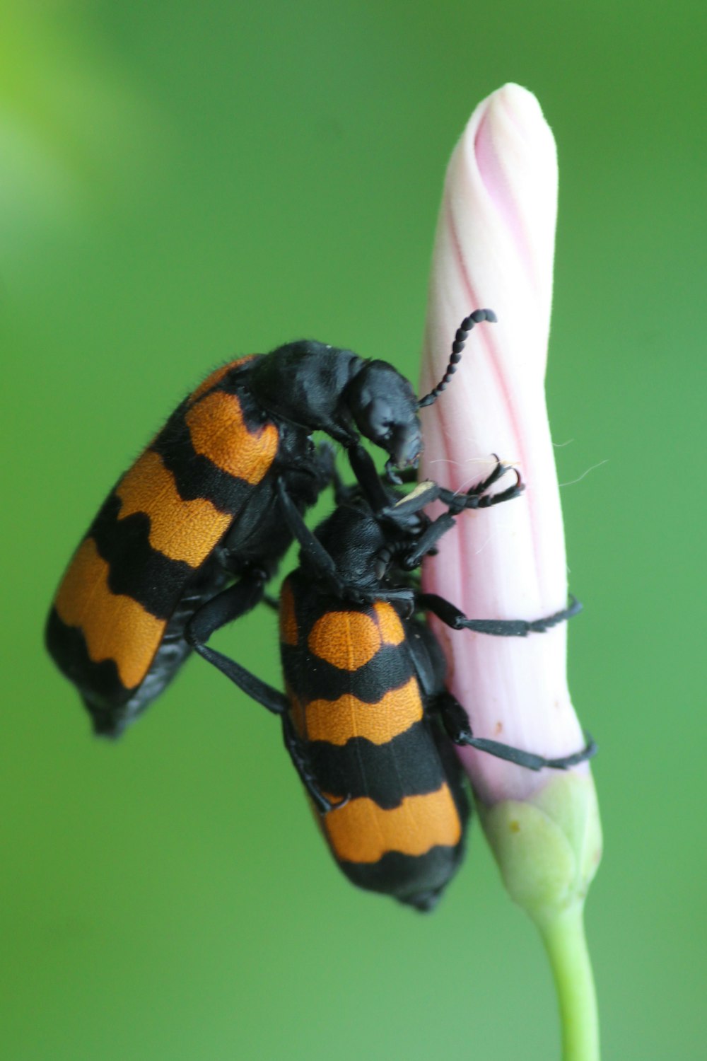 two black and orange bugs on a flower
