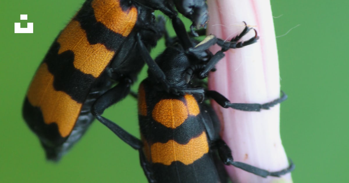 花に2つの黒とオレンジの虫の写真 Unsplashの無料社説写真 花に2つの黒とオレンジの虫の写真 Unsplashの無料社説写真