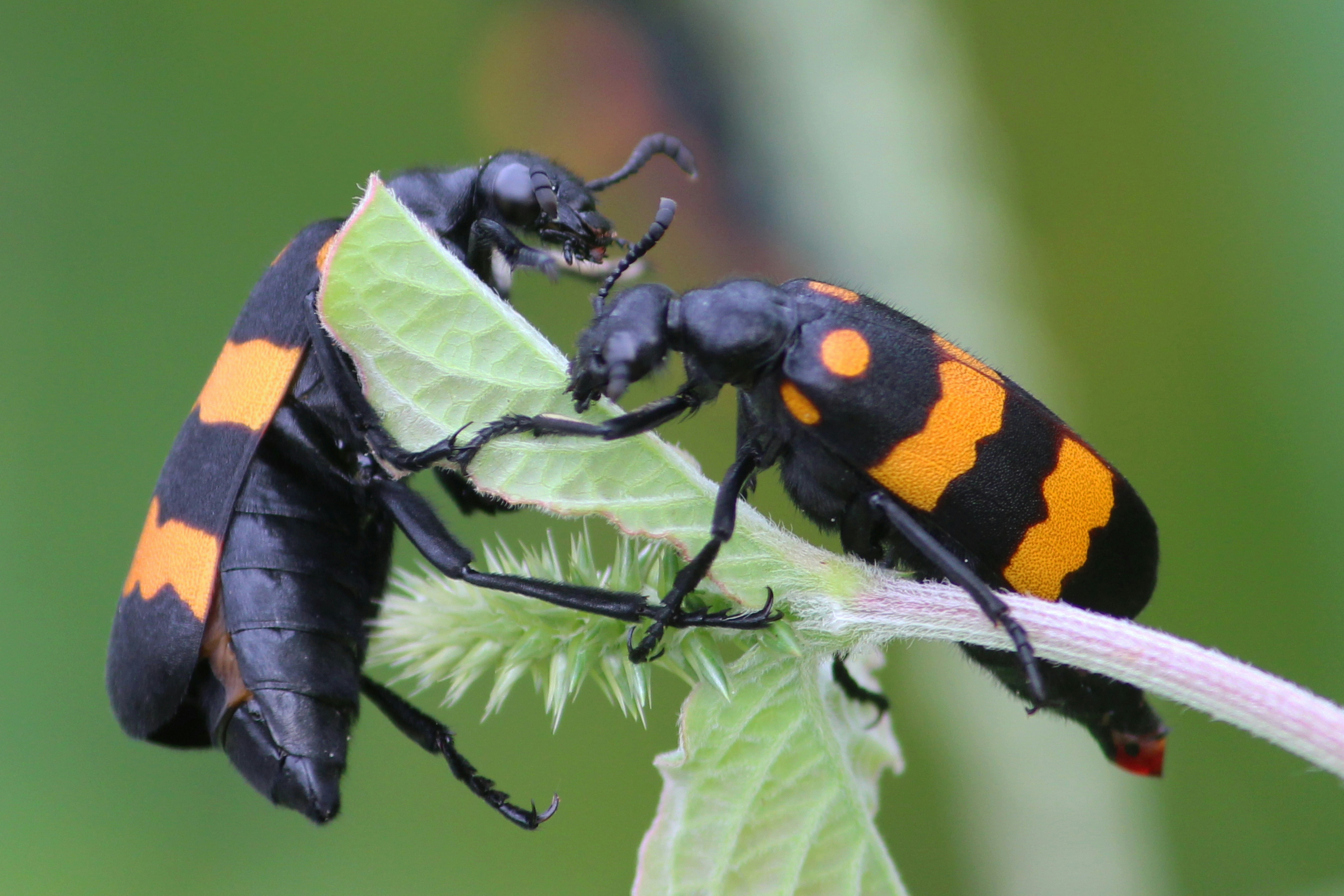 Photo by dibakar16roy