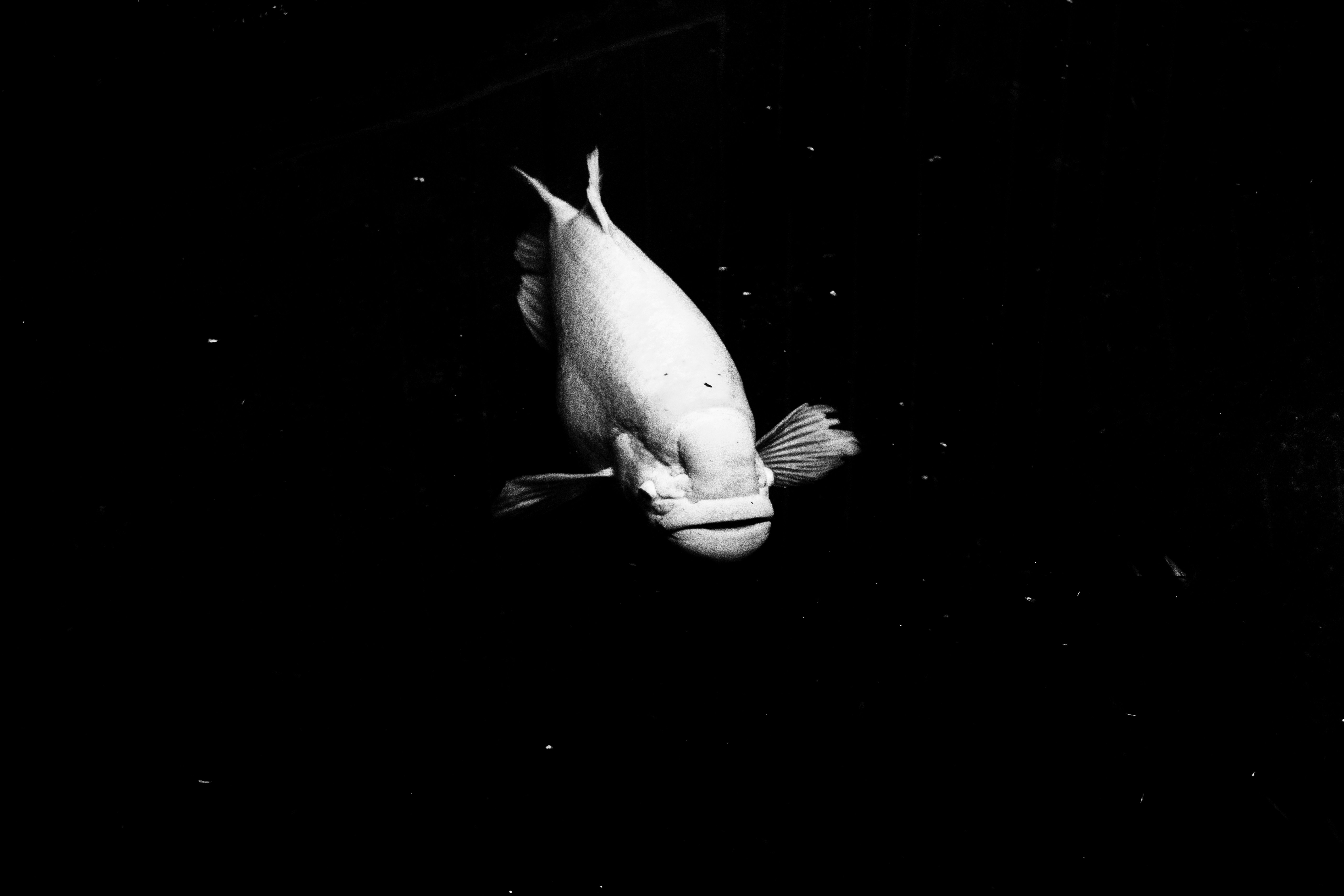 foto hitam putih ikan