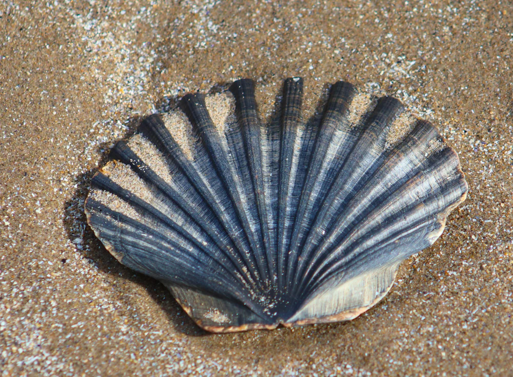 Coquille Saint-Jacques