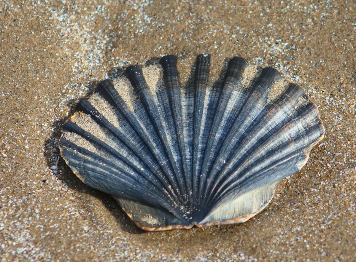 Concha sobre la arena de una playa
