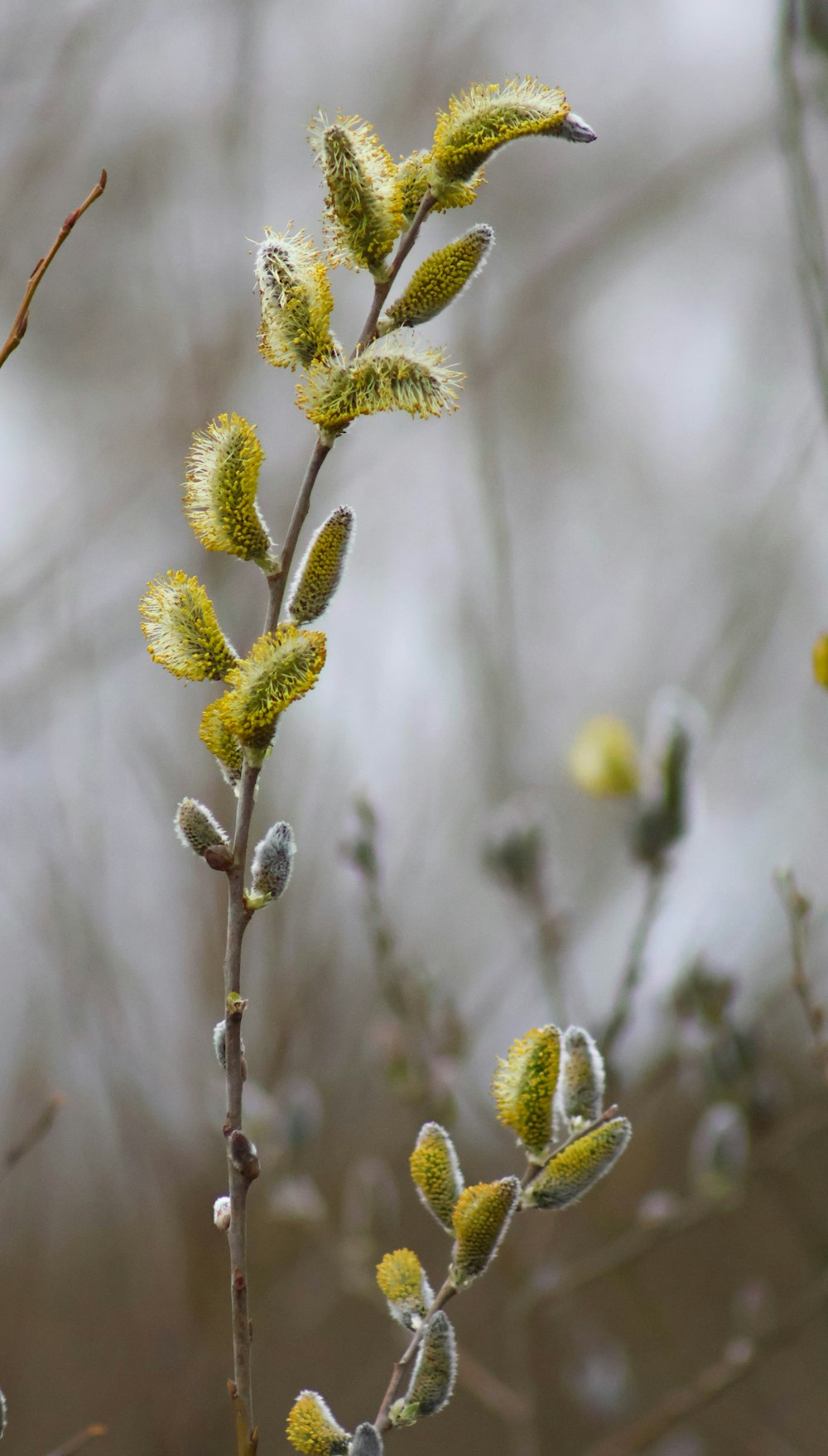 a close up of a plant with yellow flowers