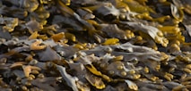 a large amount of seaweed on the beach