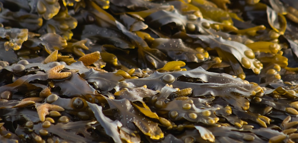 a large amount of seaweed on the beach