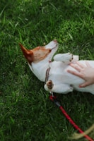 A happy pup getting a gentle belly rub during a home visit.