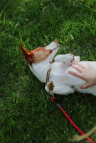 A happy pup getting a gentle belly rub from one of our caring sitters.