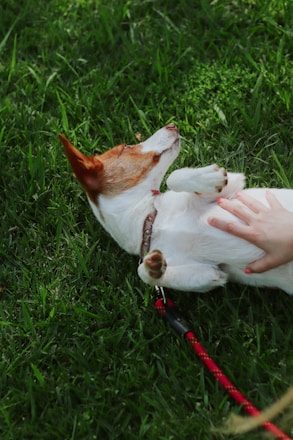 A friendly dog sitter playing and giving a belly rub to a happy dog in a sunny backyard.