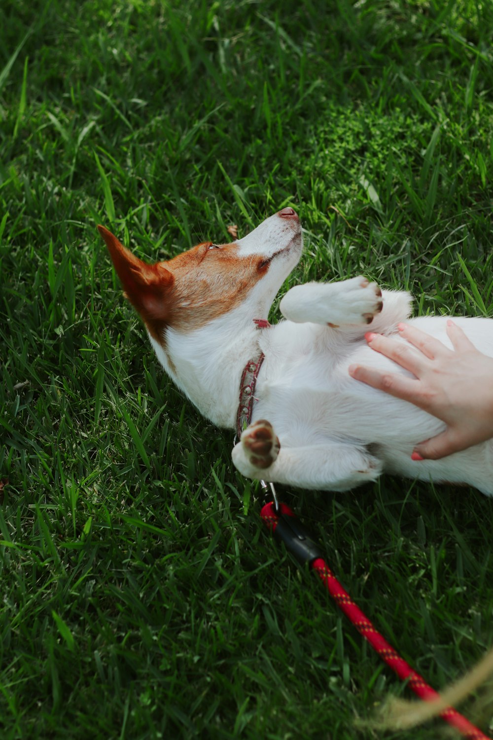 a small white and brown dog laying on top of a lush green field