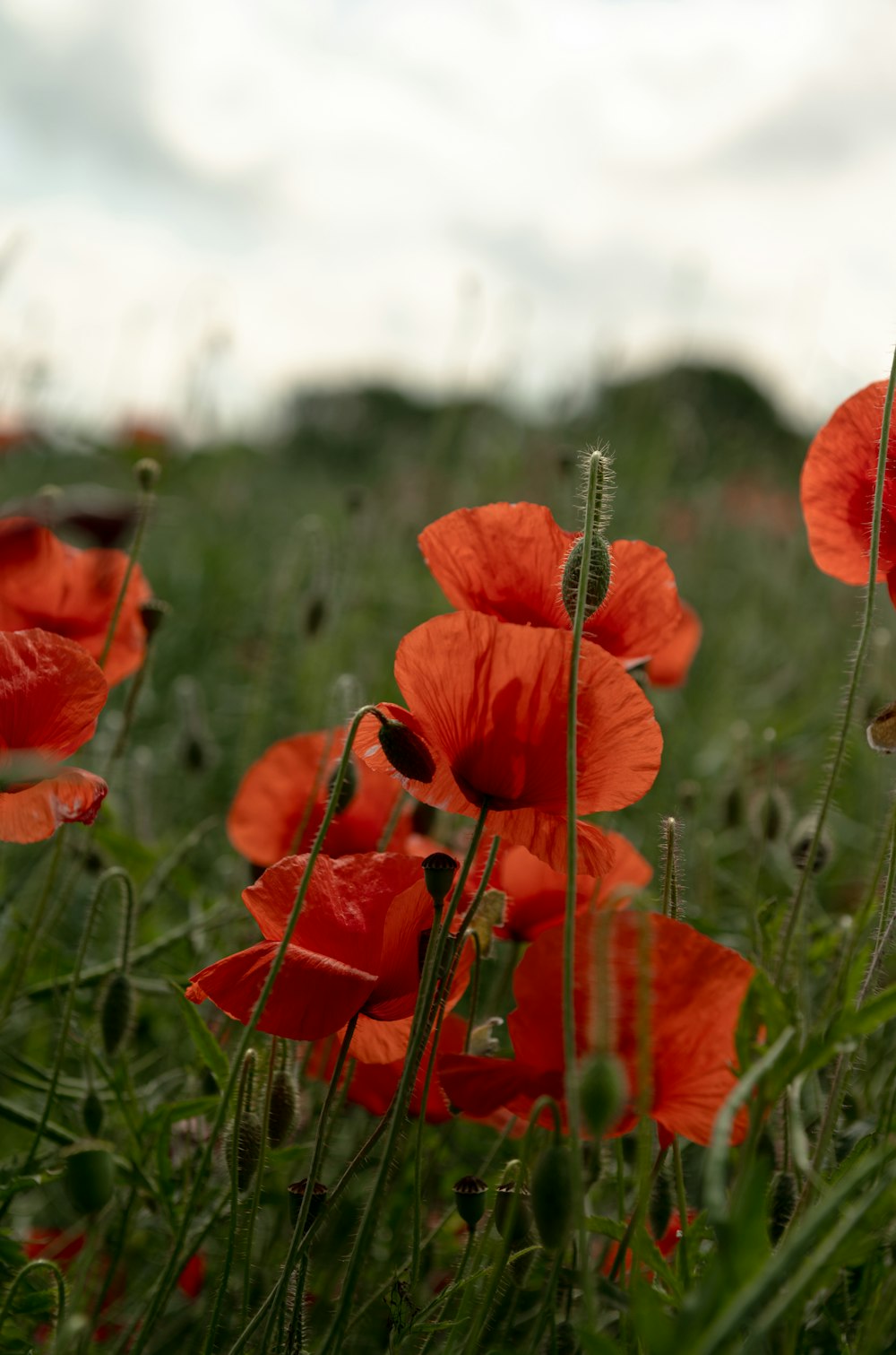 Un champ plein de fleurs rouges par temps nuageux