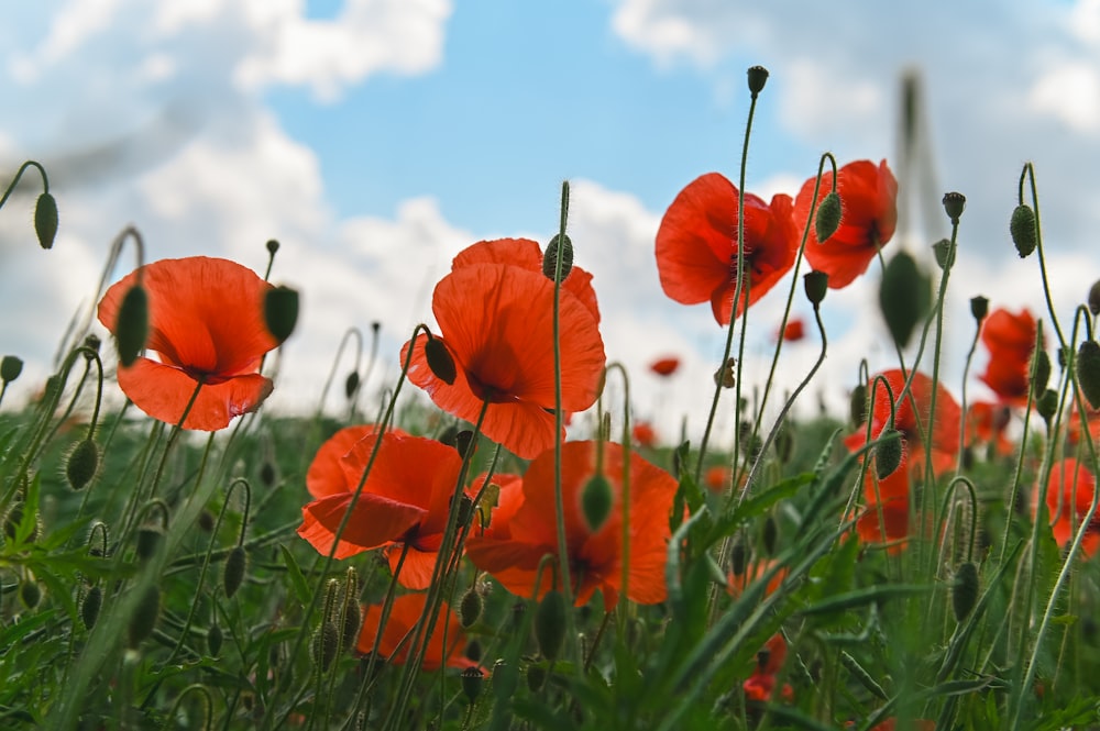 un bouquet de fleurs rouges qui sont dans l’herbe