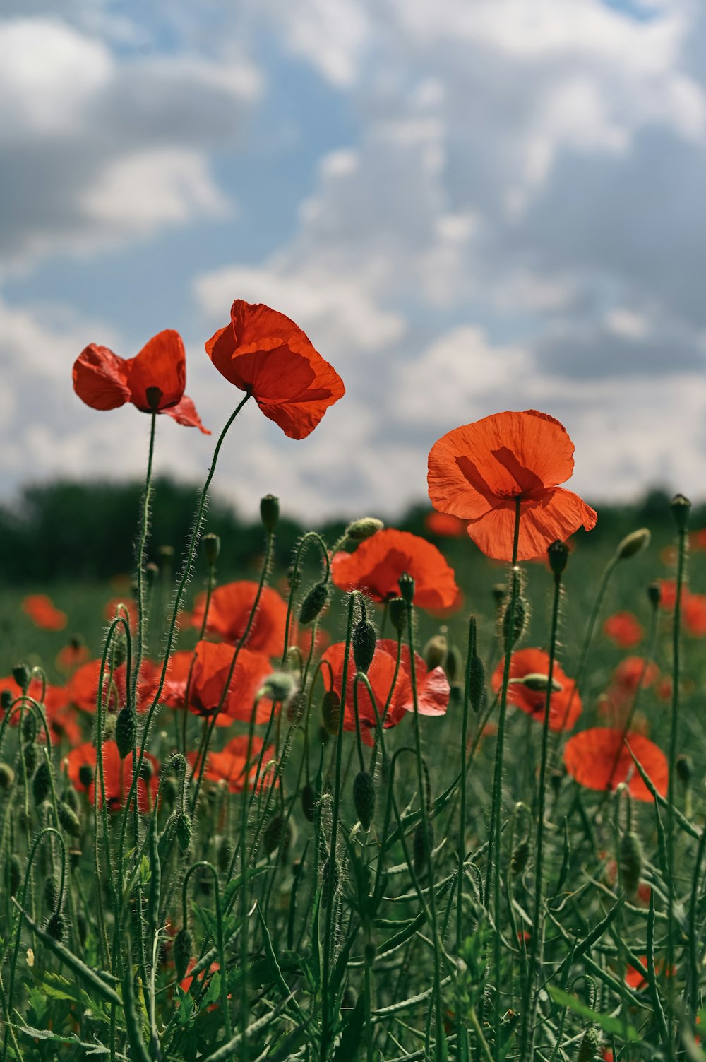 a field full of red flowers under a cloudy blue sky