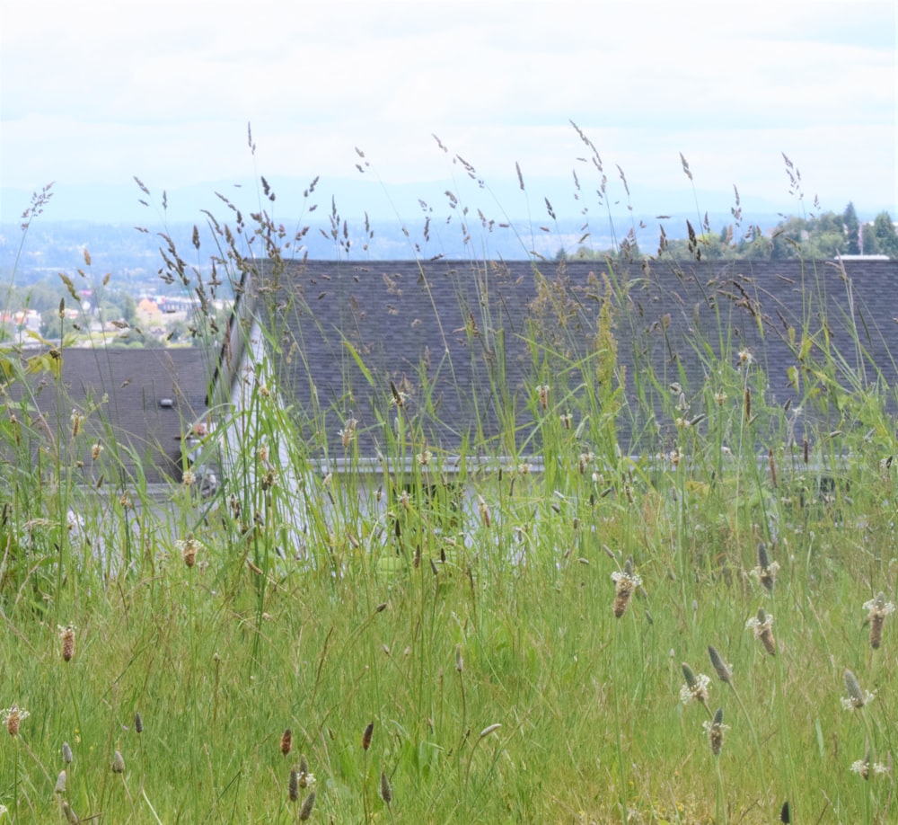 um campo de grama alta com uma casa ao fundo