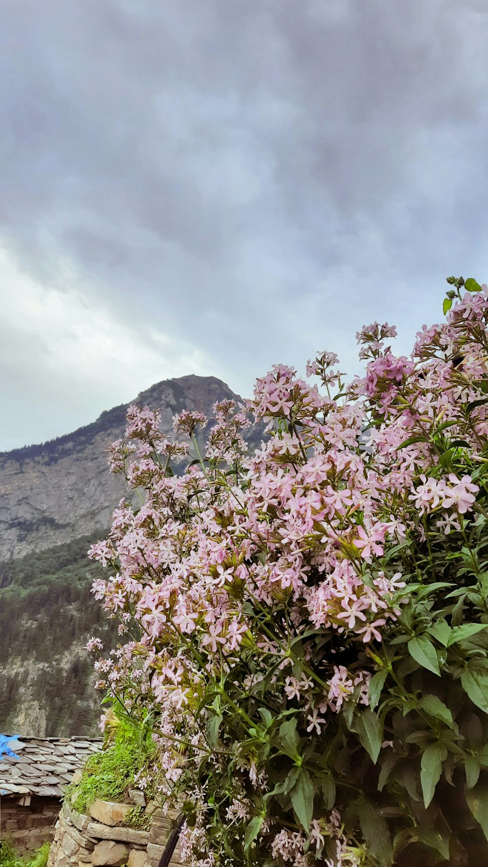a bush with purple flowers in the foreground and a mountain in the background