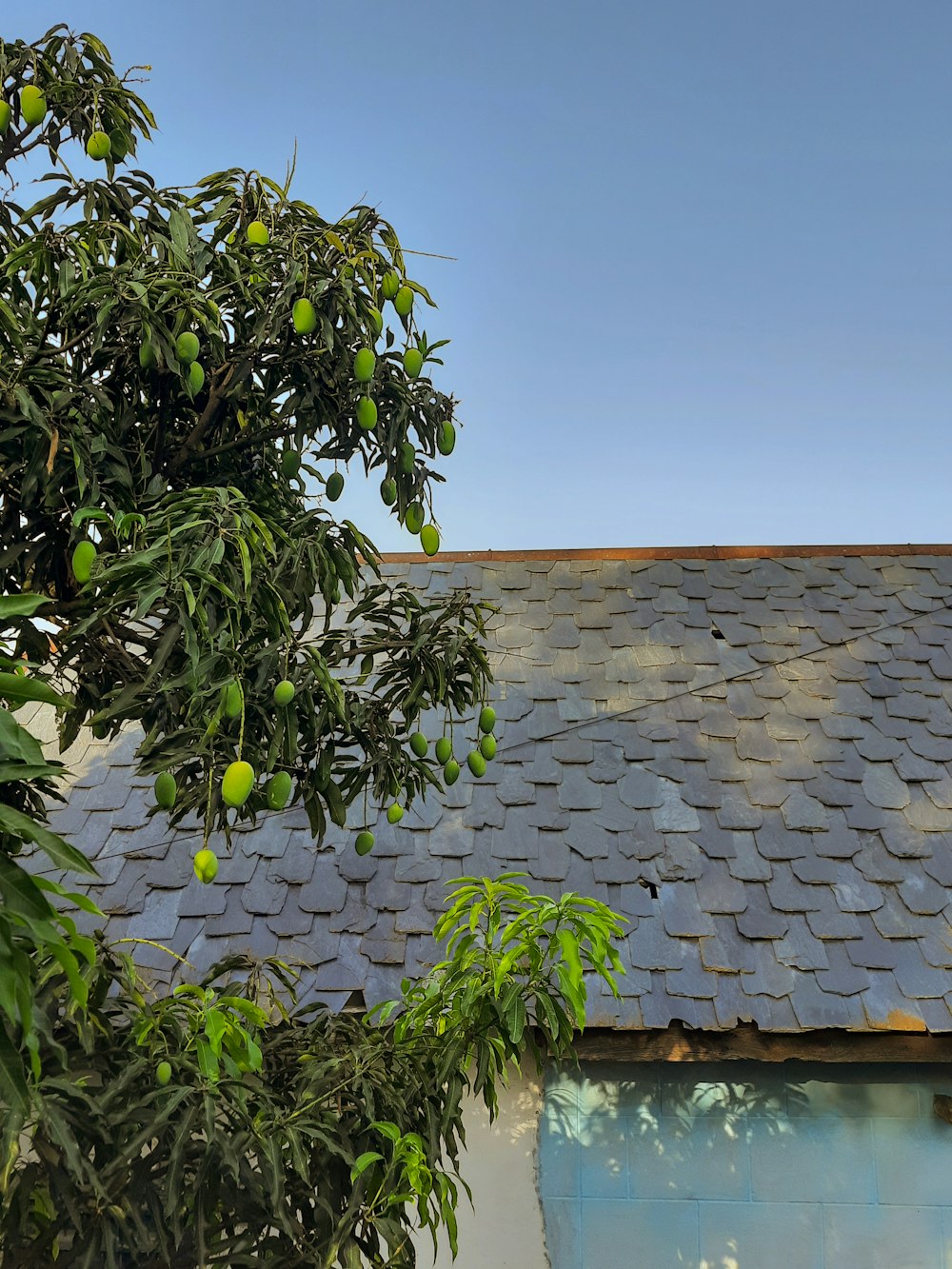 the roof of a house with a tree in front of it
