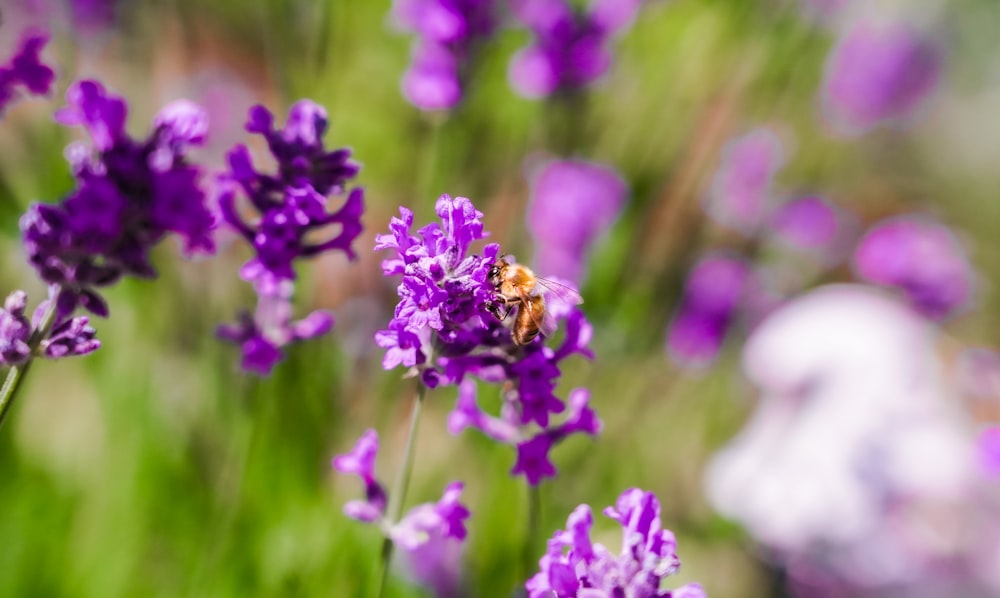 a bee sitting on top of a purple flower