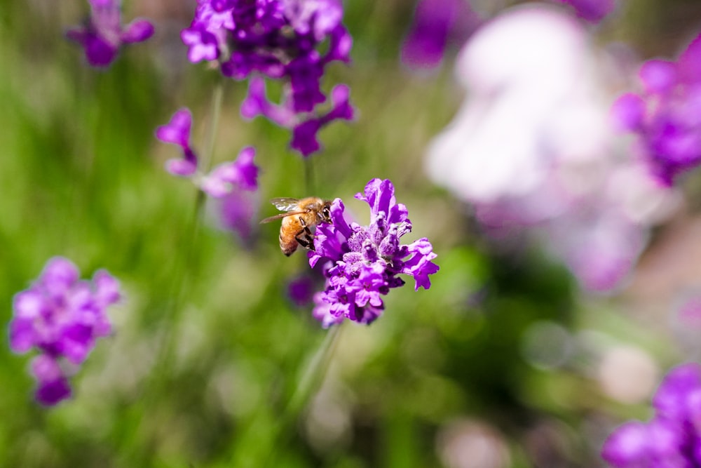 a bee sitting on top of a purple flower