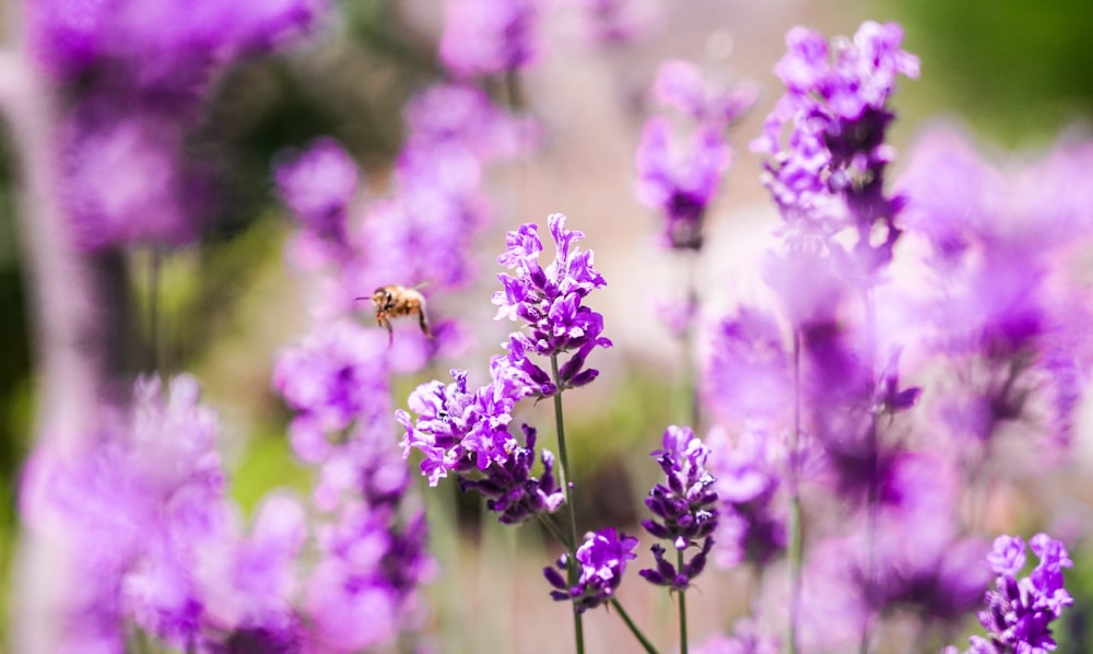 a bunch of purple flowers with a bee on it