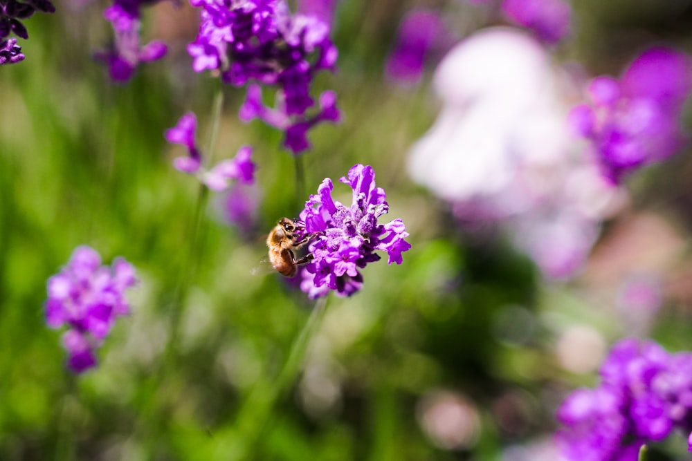 a bee is sitting on a purple flower