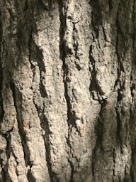 a close up of the bark of a tree