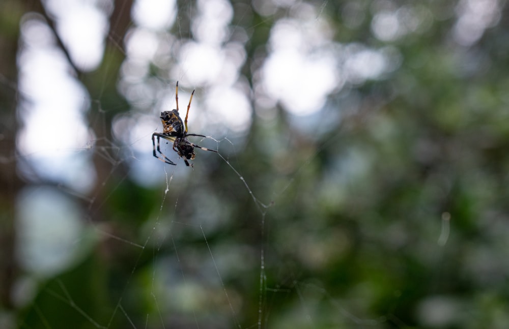 a close up of a spider on a web