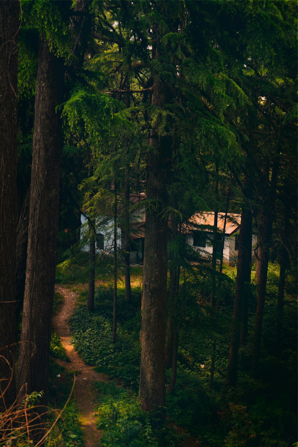 a path in the middle of a forest with a house in the distance