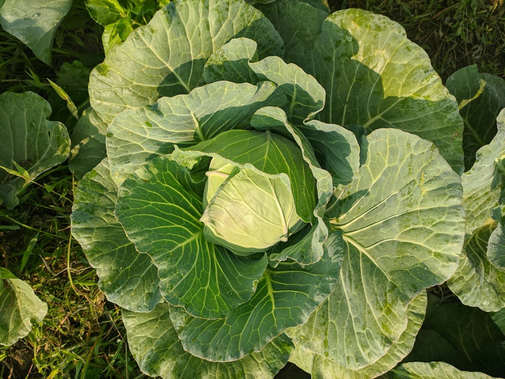 Fresh Chinese Cabbage