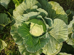Fresh Chinese Cabbage