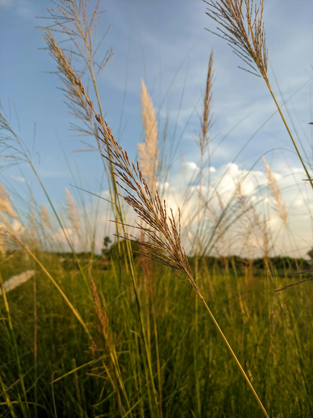 a field of tall grass with a blue sky in the background