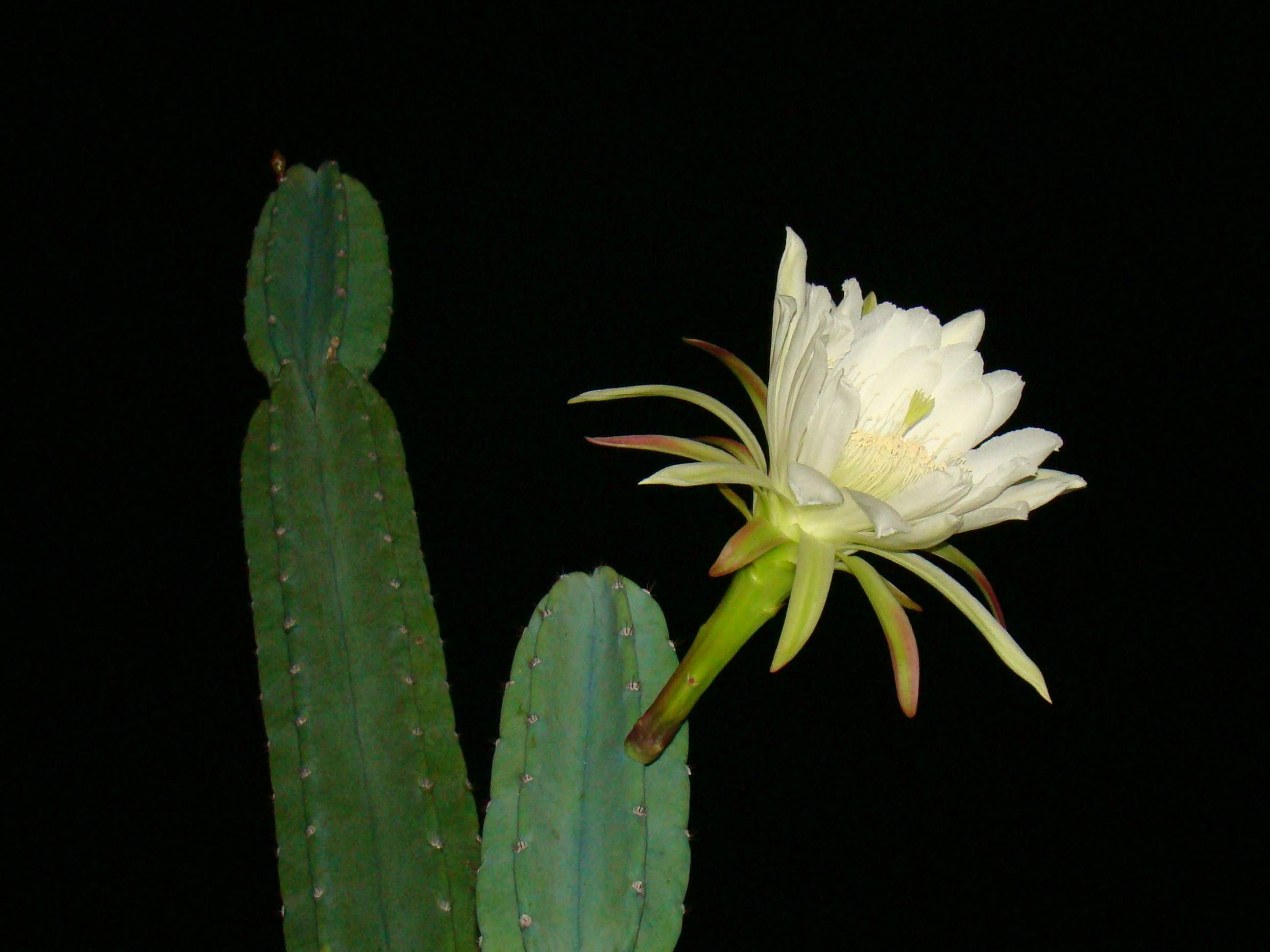 Uma flor branca em cima de um cacto verde foto – Imagem grátis sobre Flor  na Unsplash, image size:3000x2250